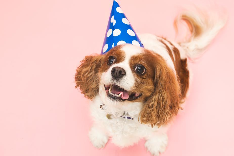 Party Hats for your Pooch1